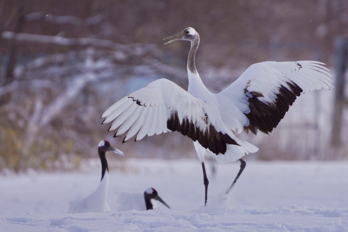 Red-crowned Crane - ML619781819