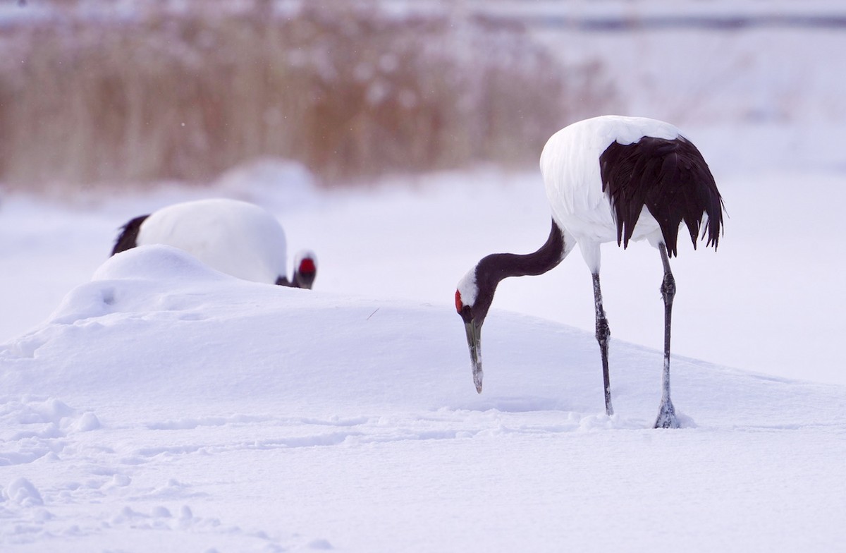 Red-crowned Crane - ML619781820