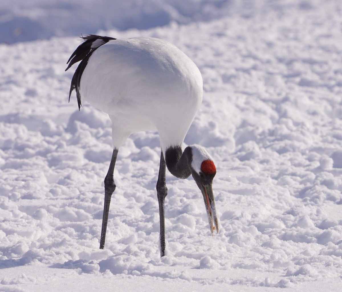Red-crowned Crane - ML619781824