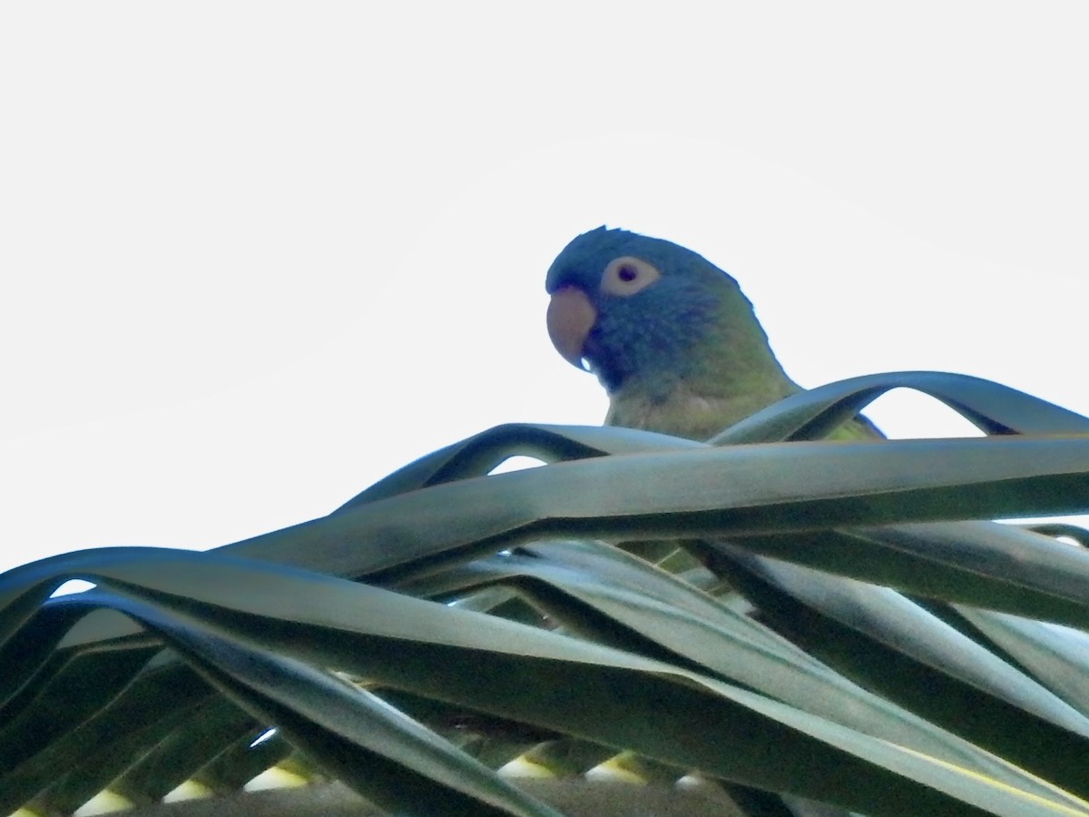 Blue-crowned Parakeet - ML619781826