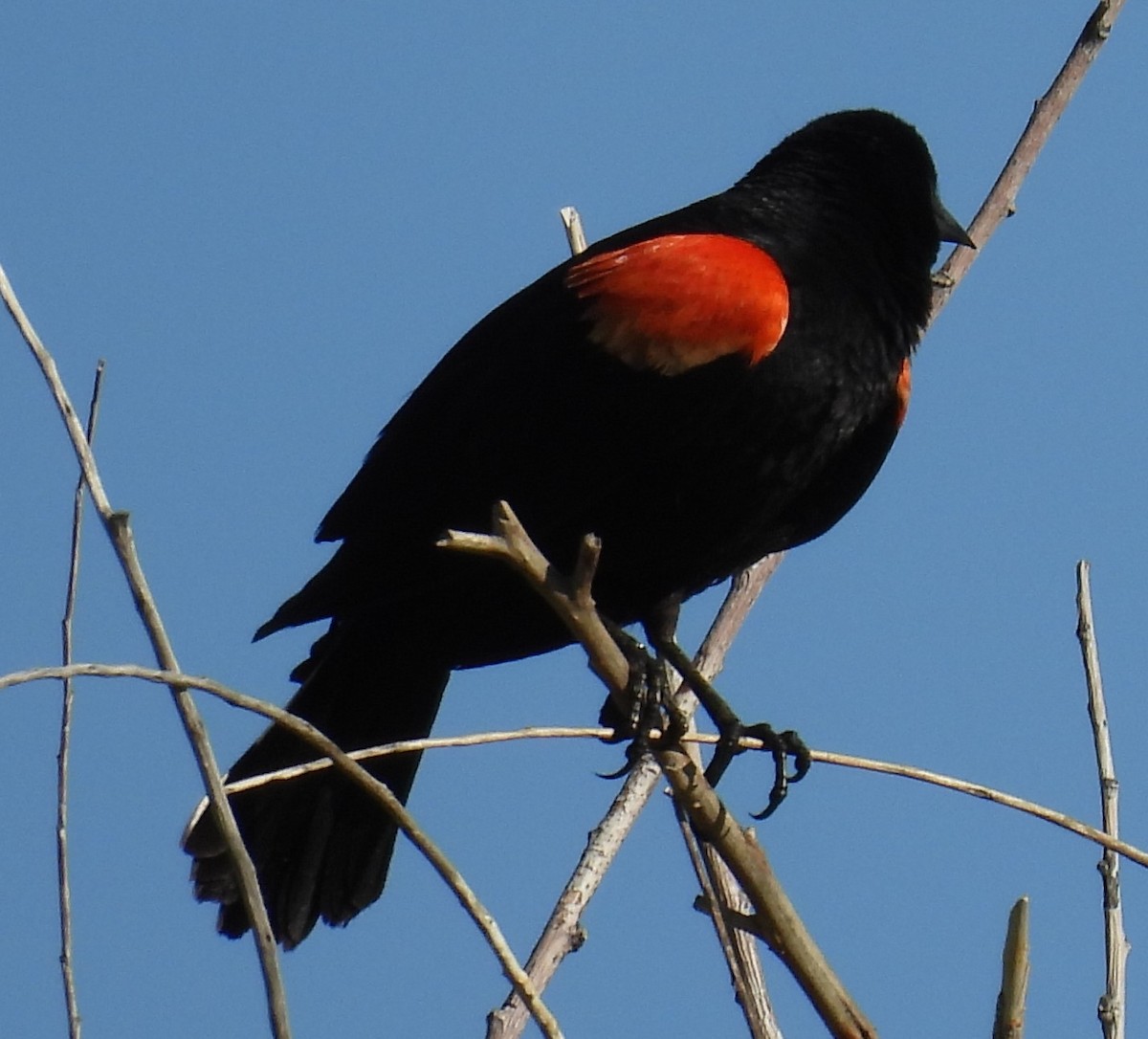 Red-winged Blackbird - ML619781833