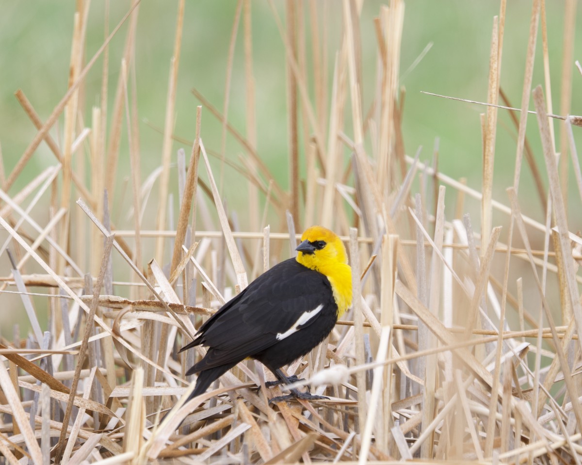 Yellow-headed Blackbird - ML619781835
