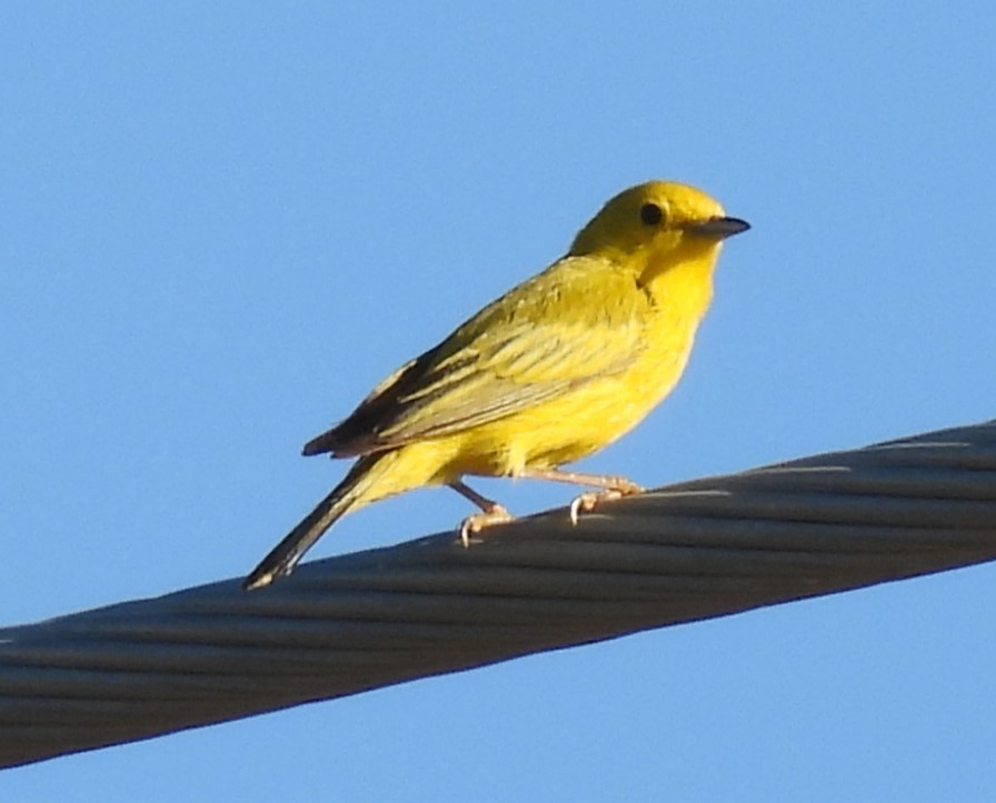 Yellow Warbler - ML619781844