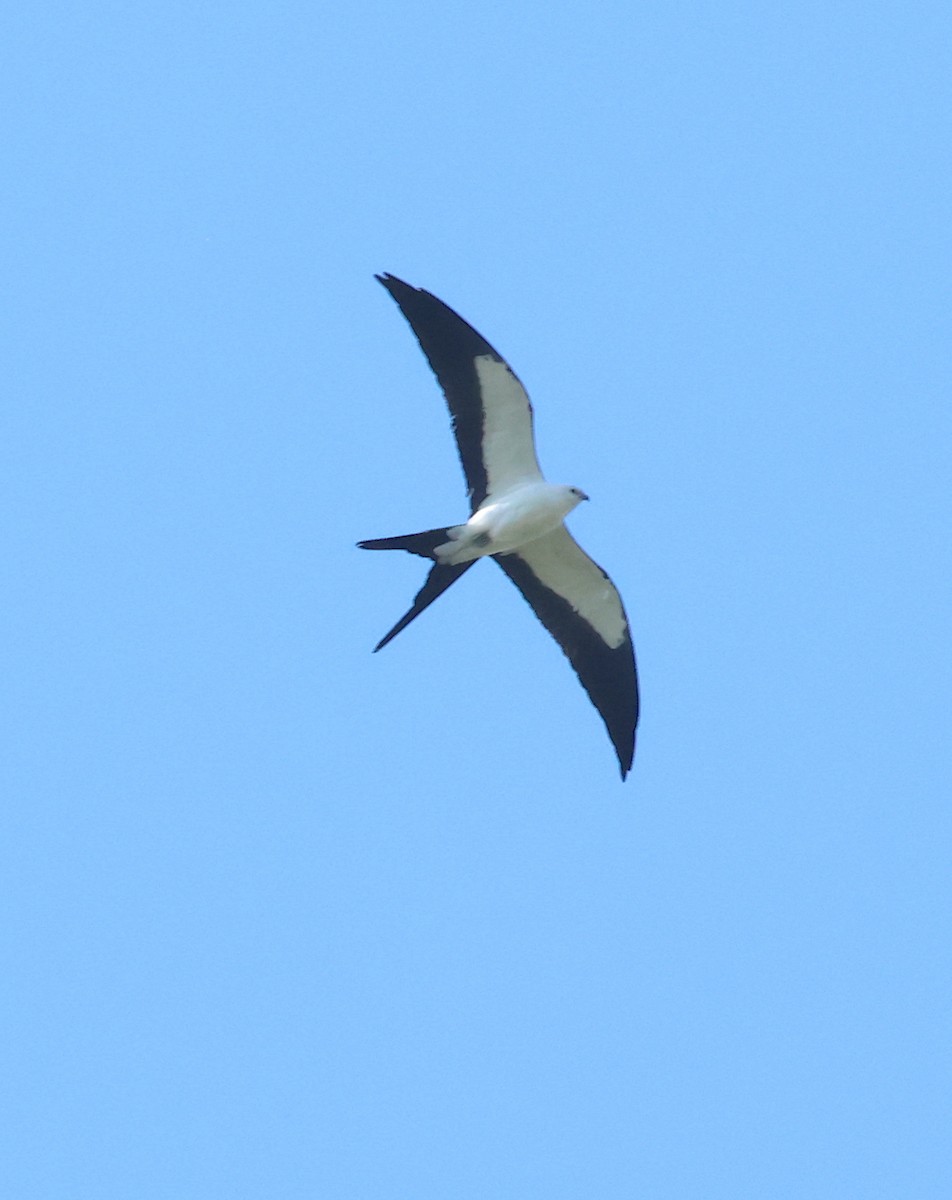 Swallow-tailed Kite - ML619781854