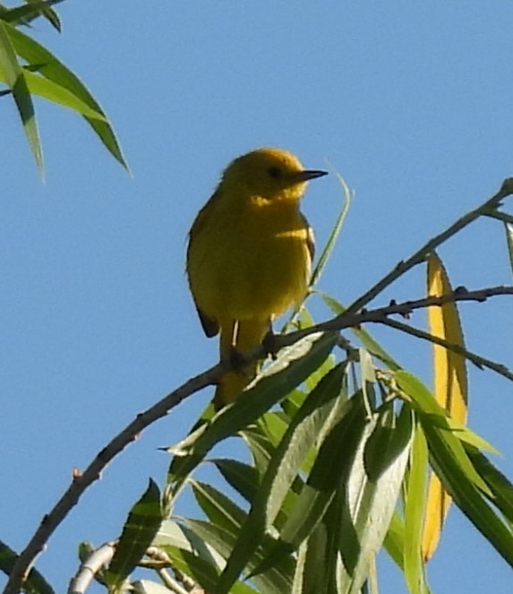 Yellow Warbler - ML619781855