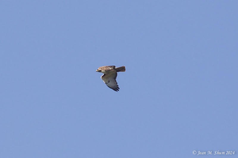 Red-tailed Hawk - ML619781870
