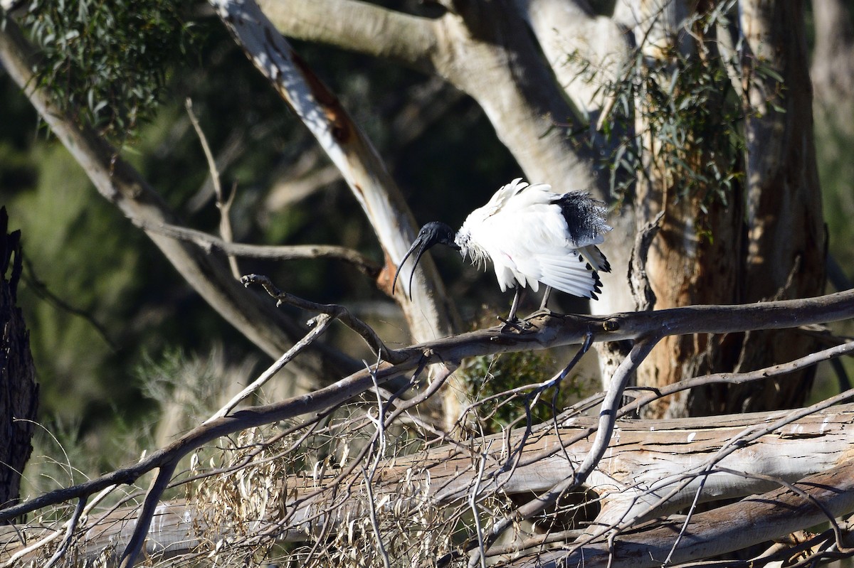 ibis australský - ML619781921