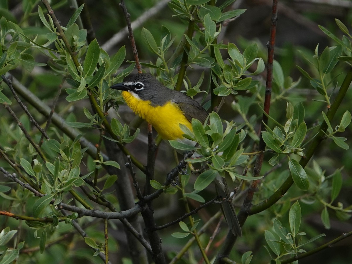Yellow-breasted Chat - ML619781941