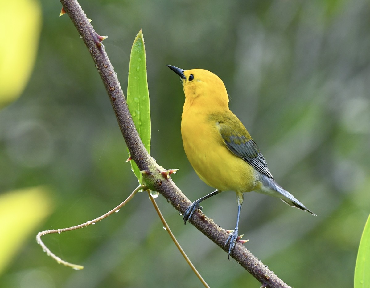 Prothonotary Warbler - ML619781943