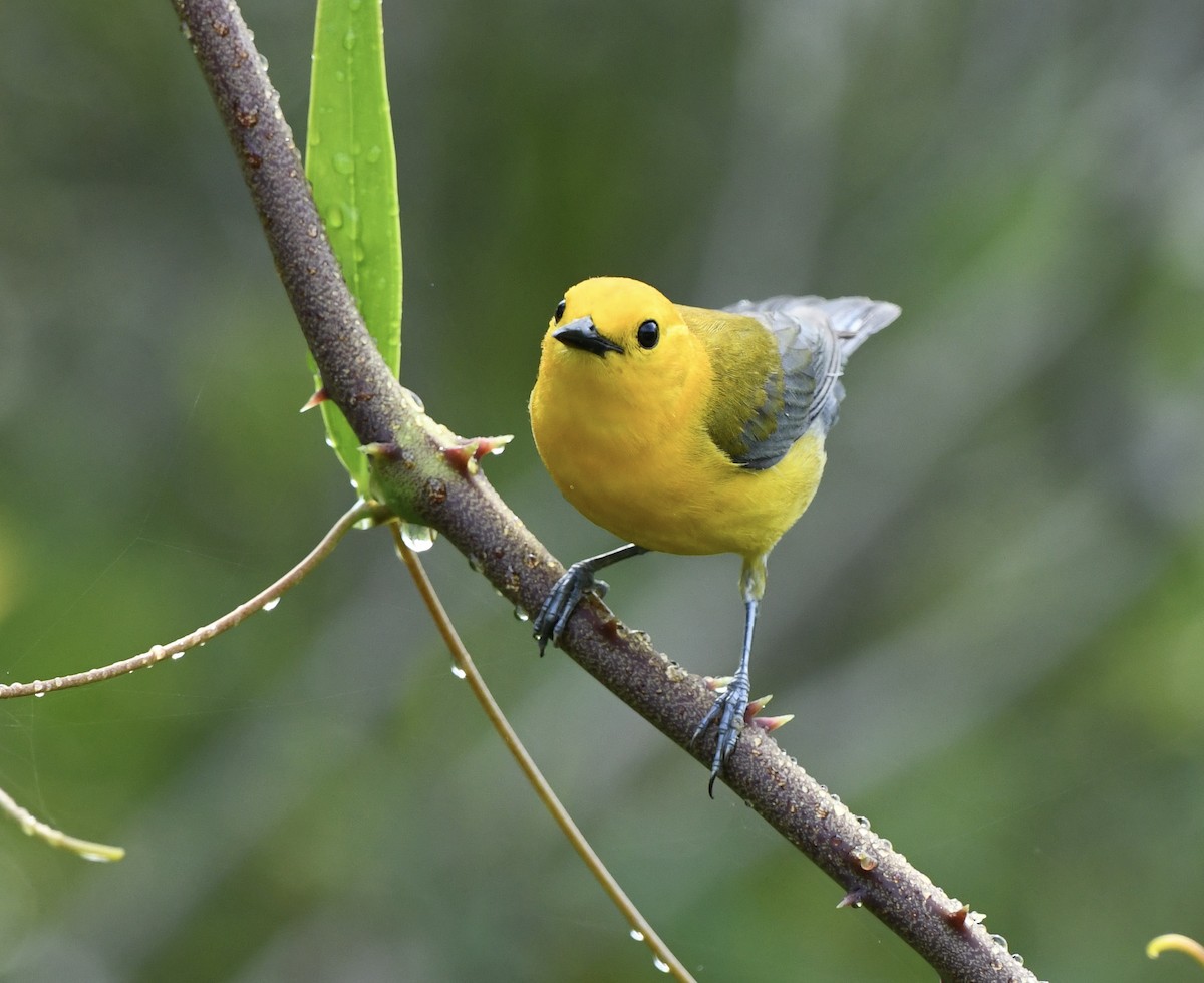 Prothonotary Warbler - ML619781946