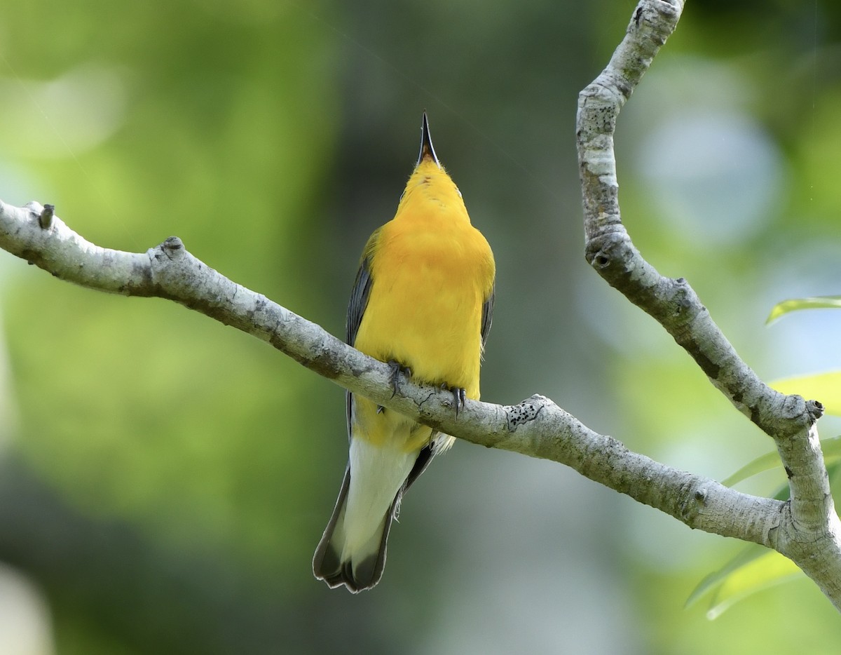 Prothonotary Warbler - ML619781947