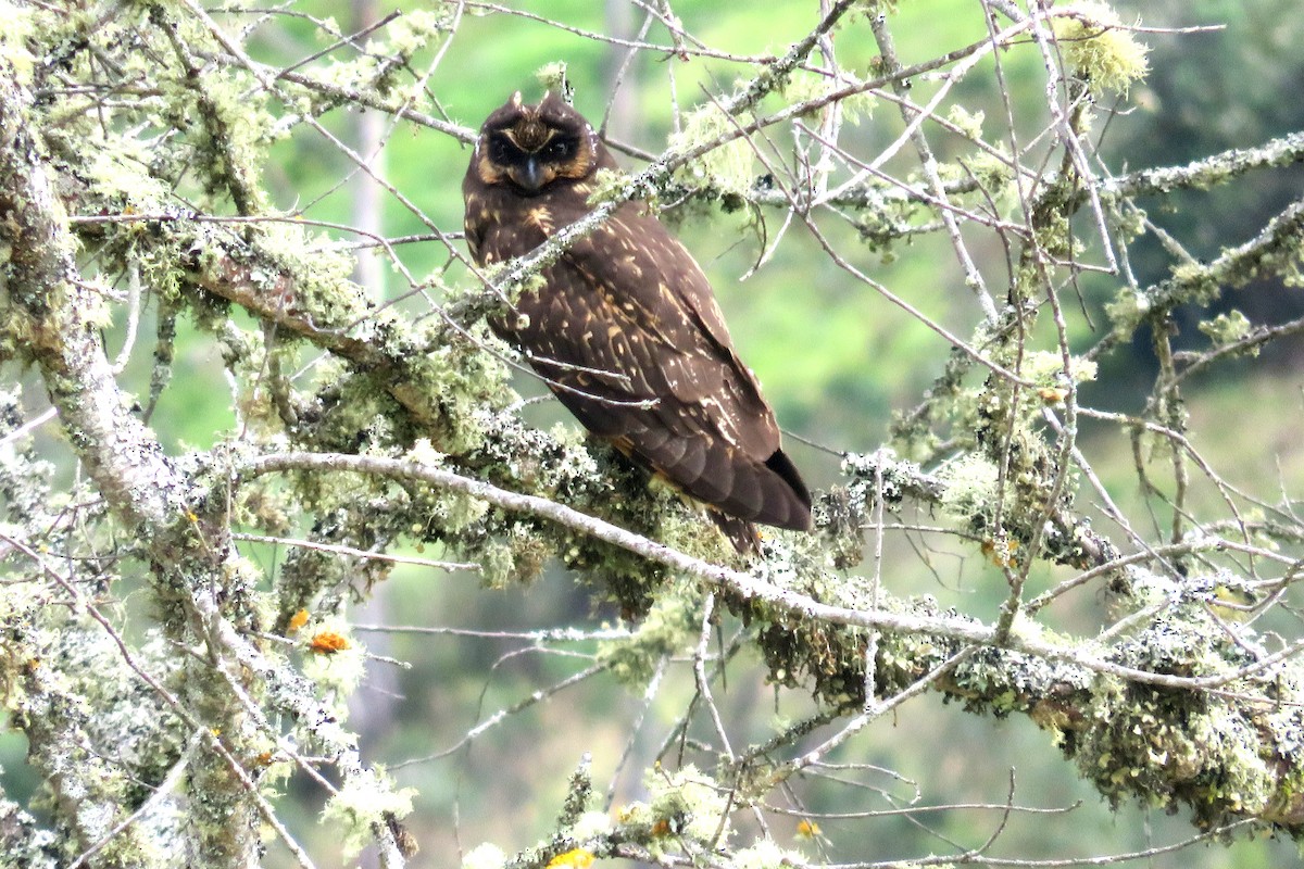 Short-eared Owl (South American) - ML619781985