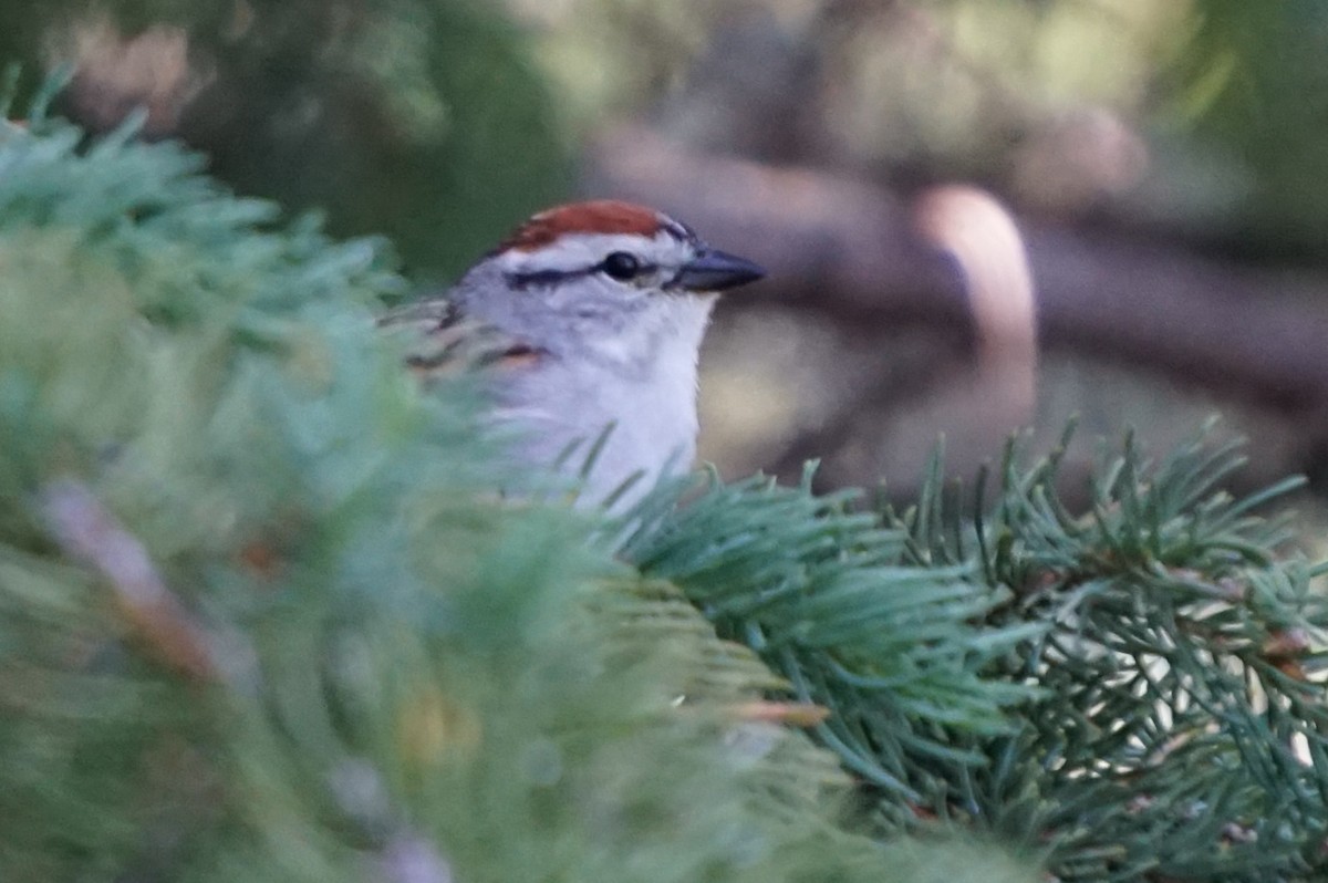 Chipping Sparrow - ML619781997