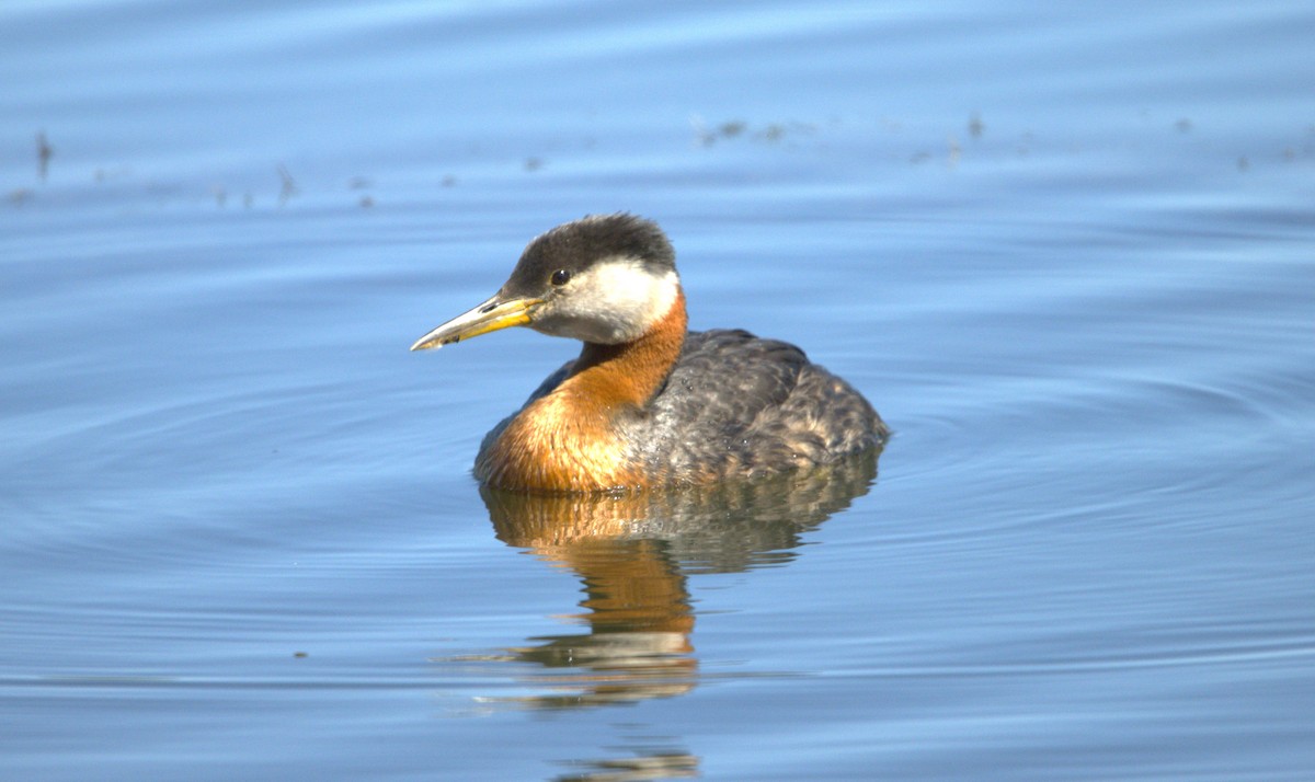 Red-necked Grebe - ML619782005
