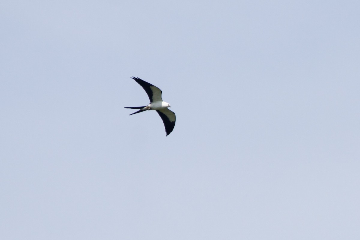 Swallow-tailed Kite - ML619782056