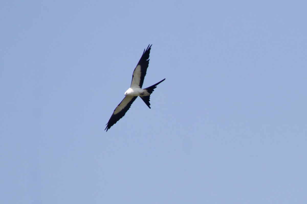 Swallow-tailed Kite - ML619782058