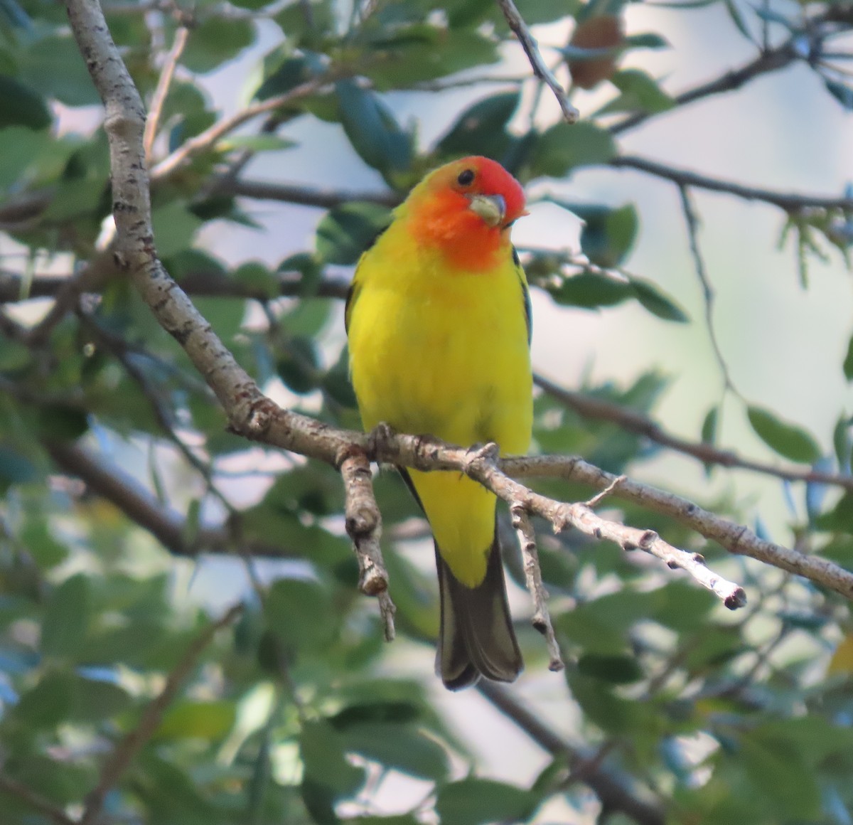 Western Tanager - ML619782116