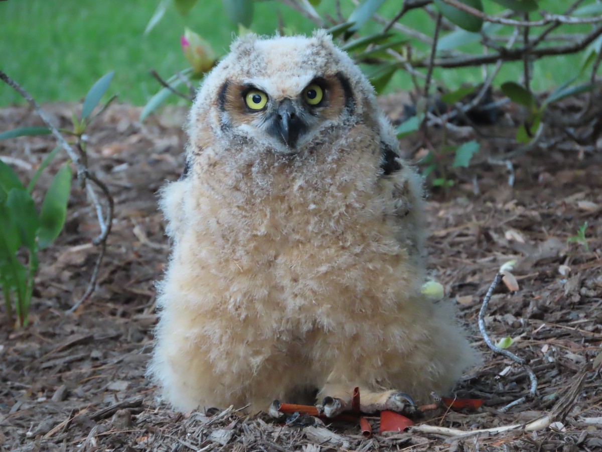 Great Horned Owl - ML619782117