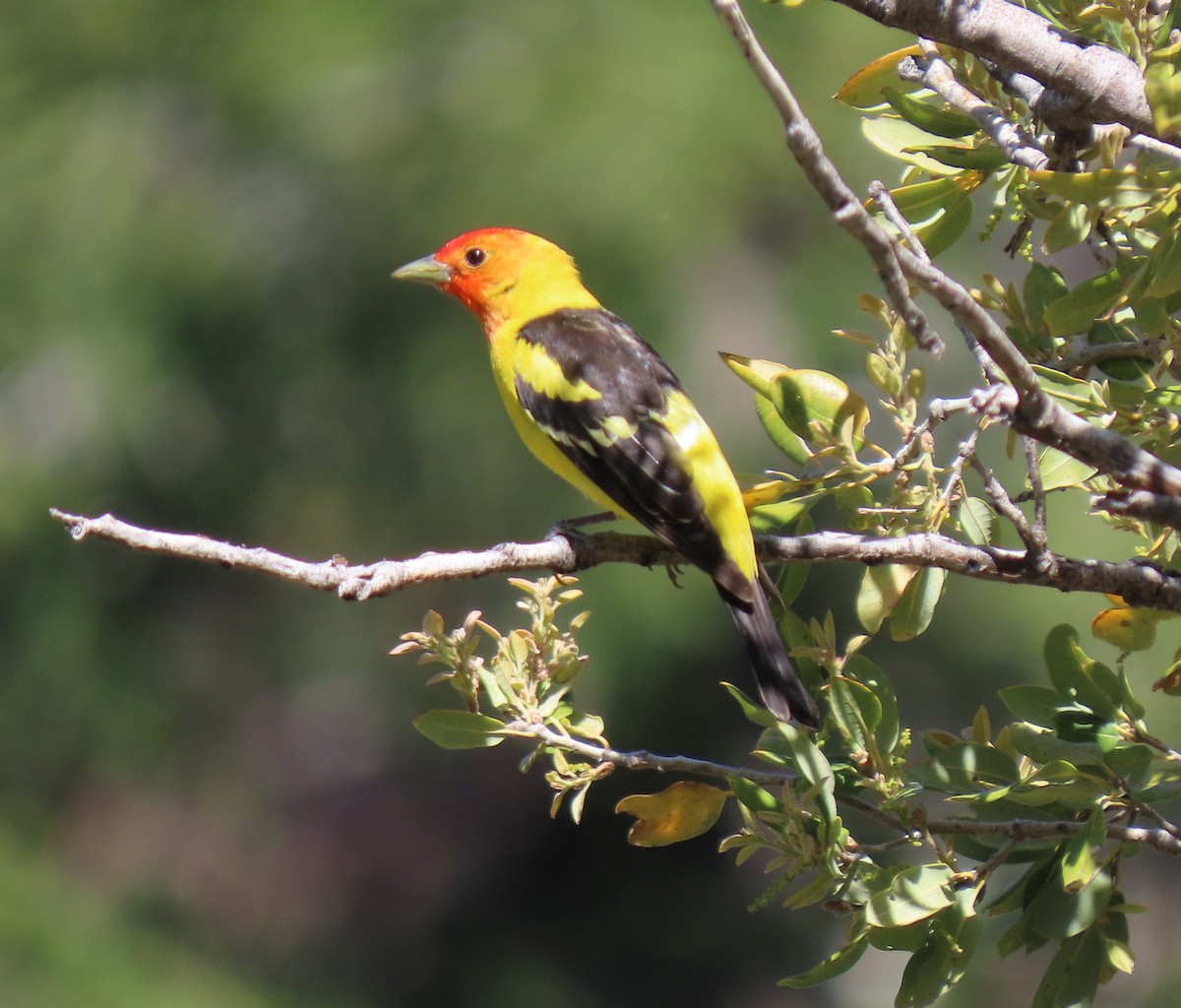 Western Tanager - ML619782120