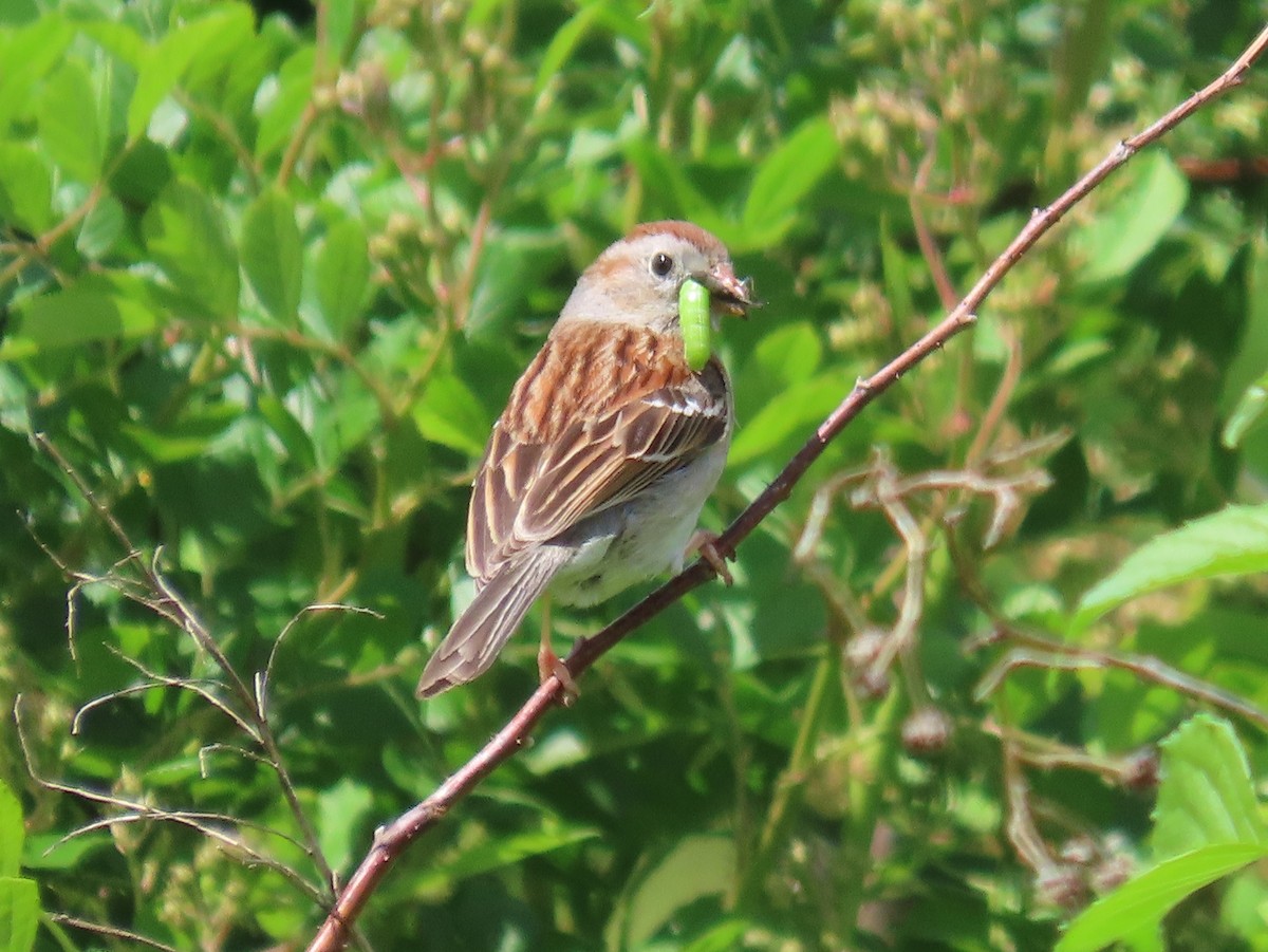 Field Sparrow - ML619782170