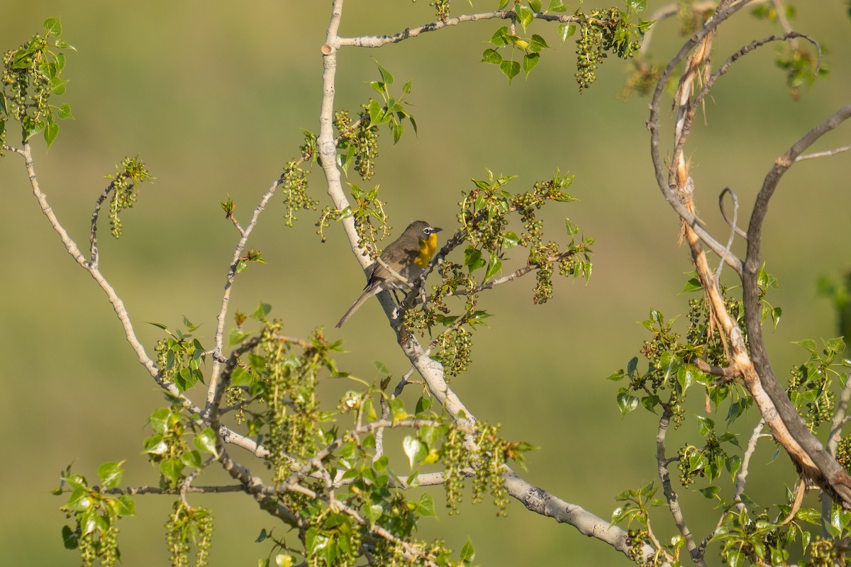Yellow-breasted Chat - ML619782173