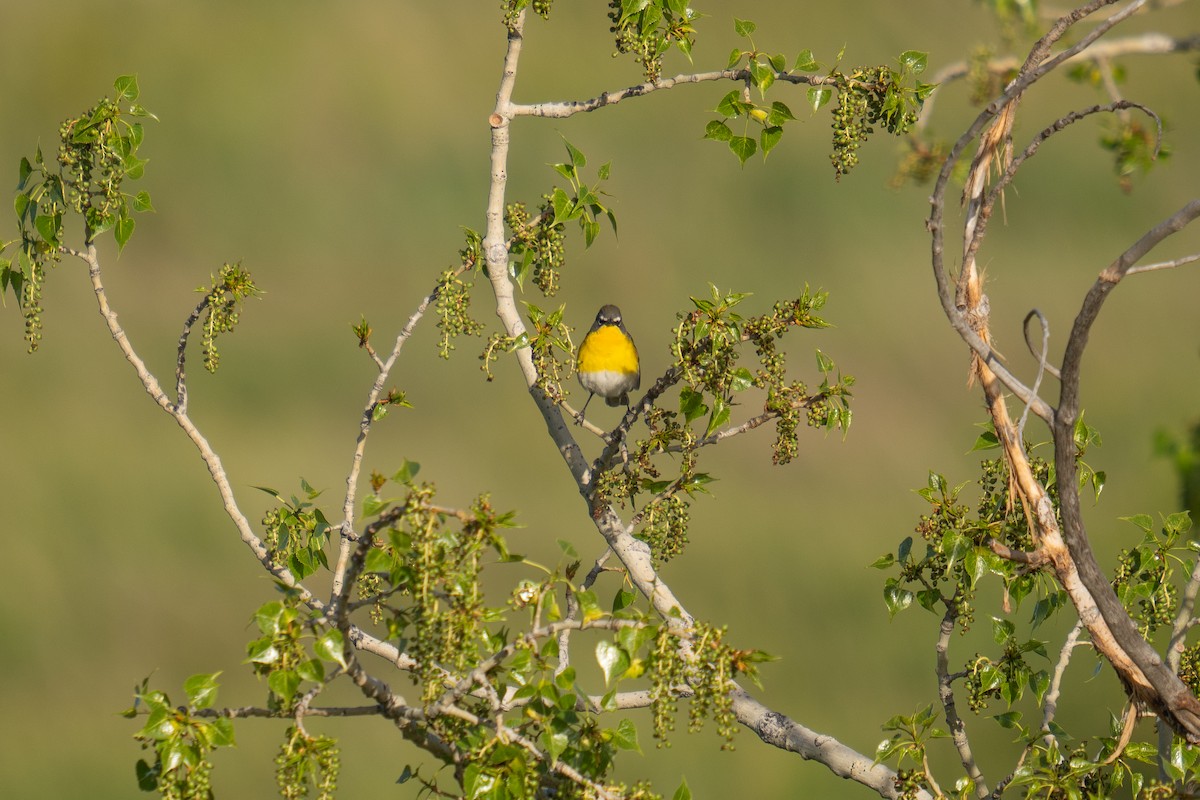 Yellow-breasted Chat - ML619782174