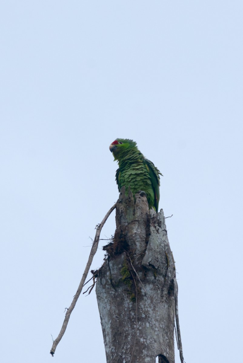 Red-lored Parrot - ML619782231