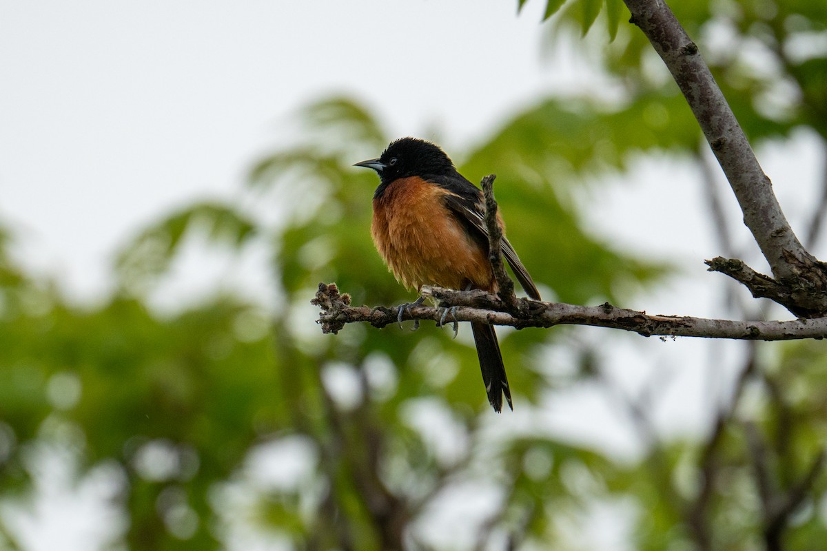Orchard Oriole - ML619782257