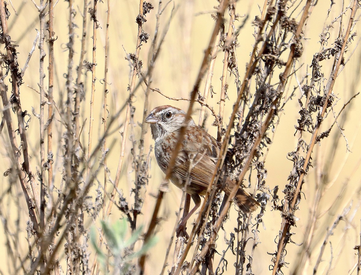 Rufous-crowned Sparrow - ML619782264