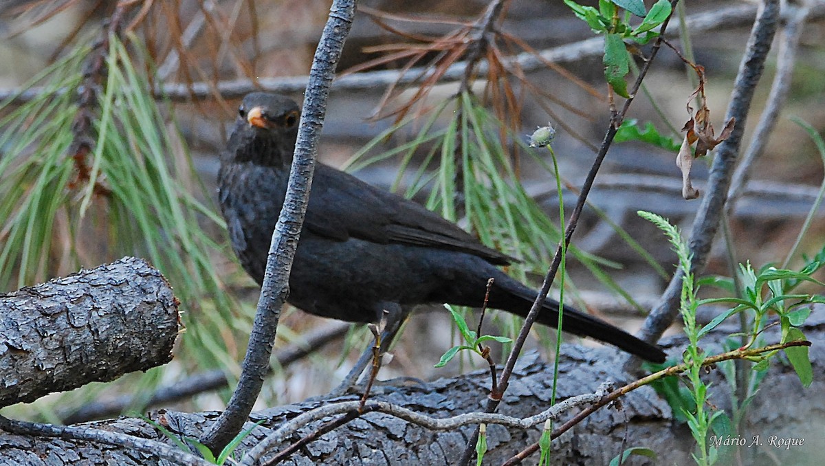 Eurasian Blackbird - ML619782357