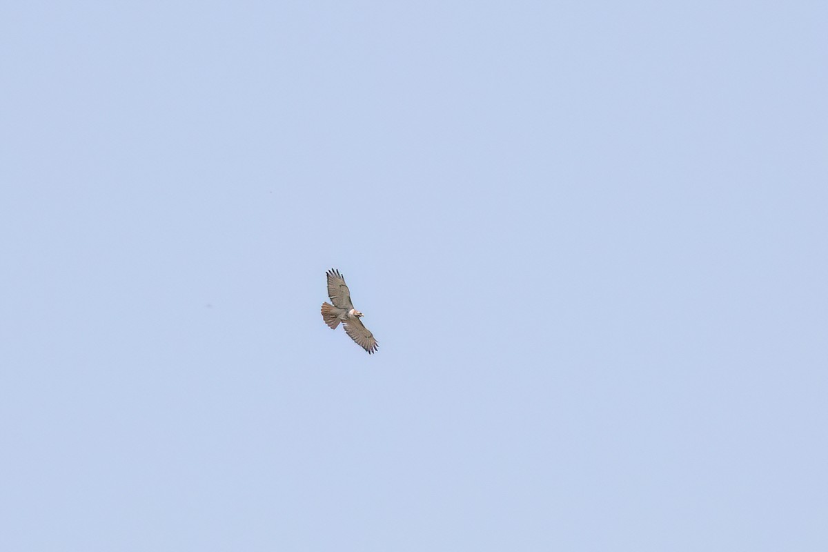 Red-tailed Hawk - ML619782364