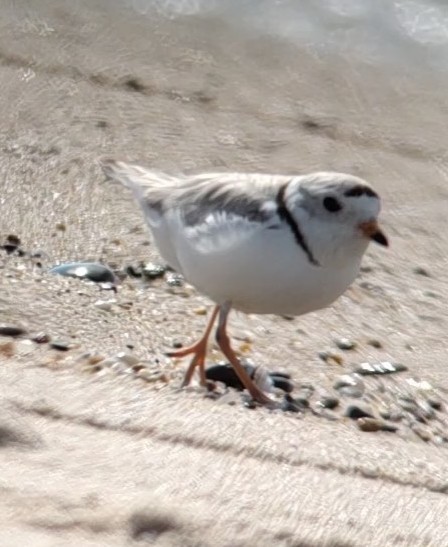 Piping Plover - ML619782368