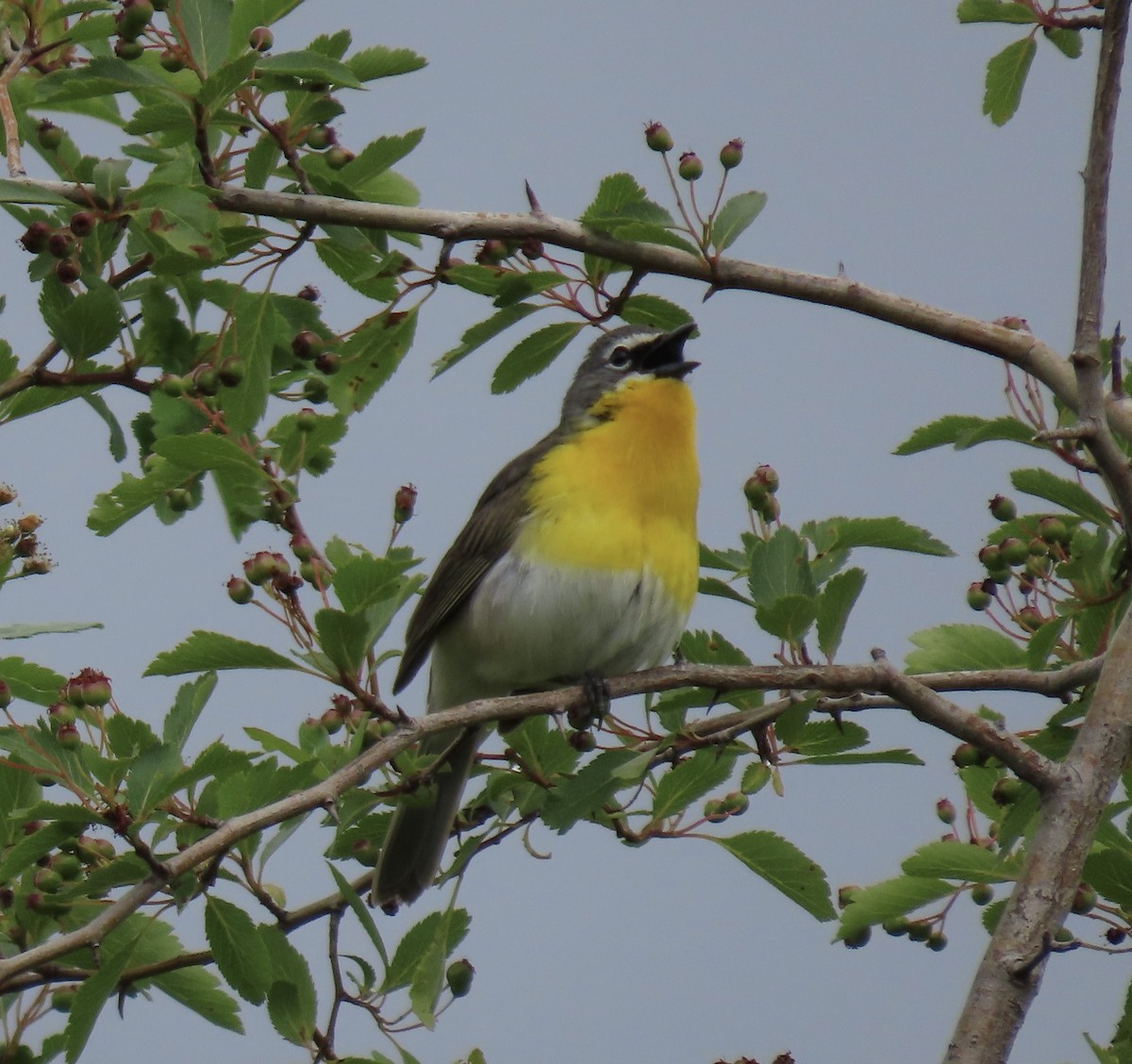 Yellow-breasted Chat - ML619782431