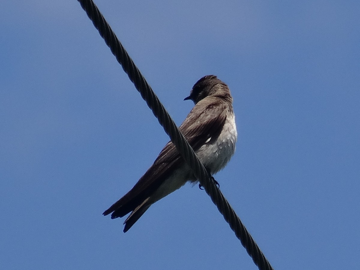 Northern Rough-winged Swallow - ML619782455