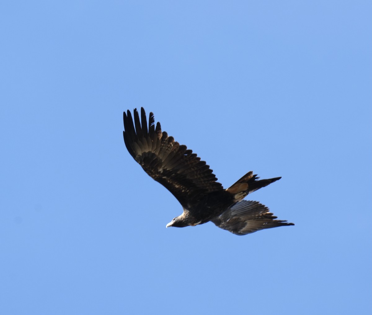 Wedge-tailed Eagle - ML619782502