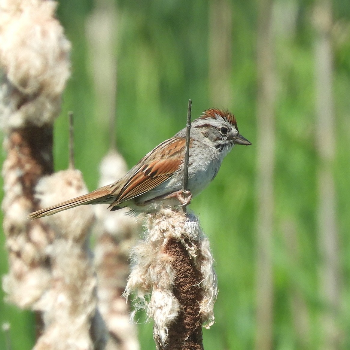 Chipping Sparrow - ML619782626