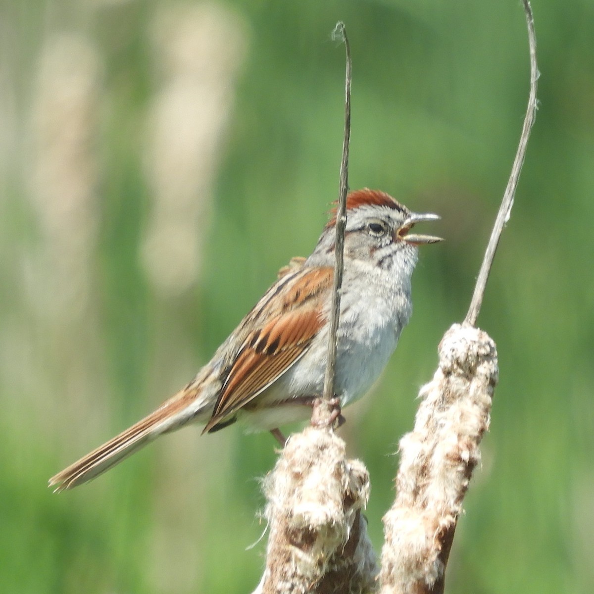 Chipping Sparrow - ML619782635