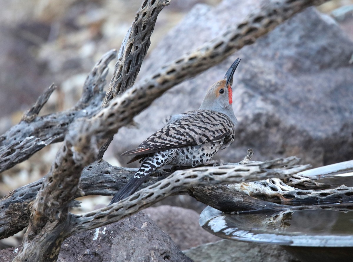 Northern Flicker (Red-shafted) - ML619782715