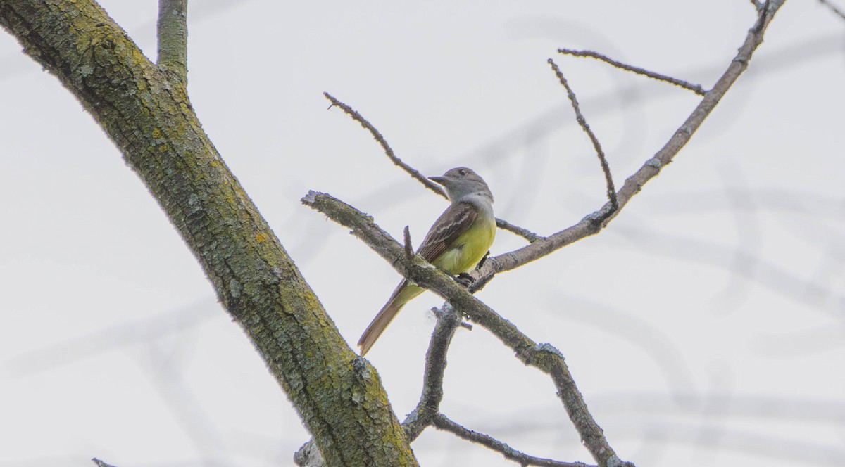 Great Crested Flycatcher - ML619782731