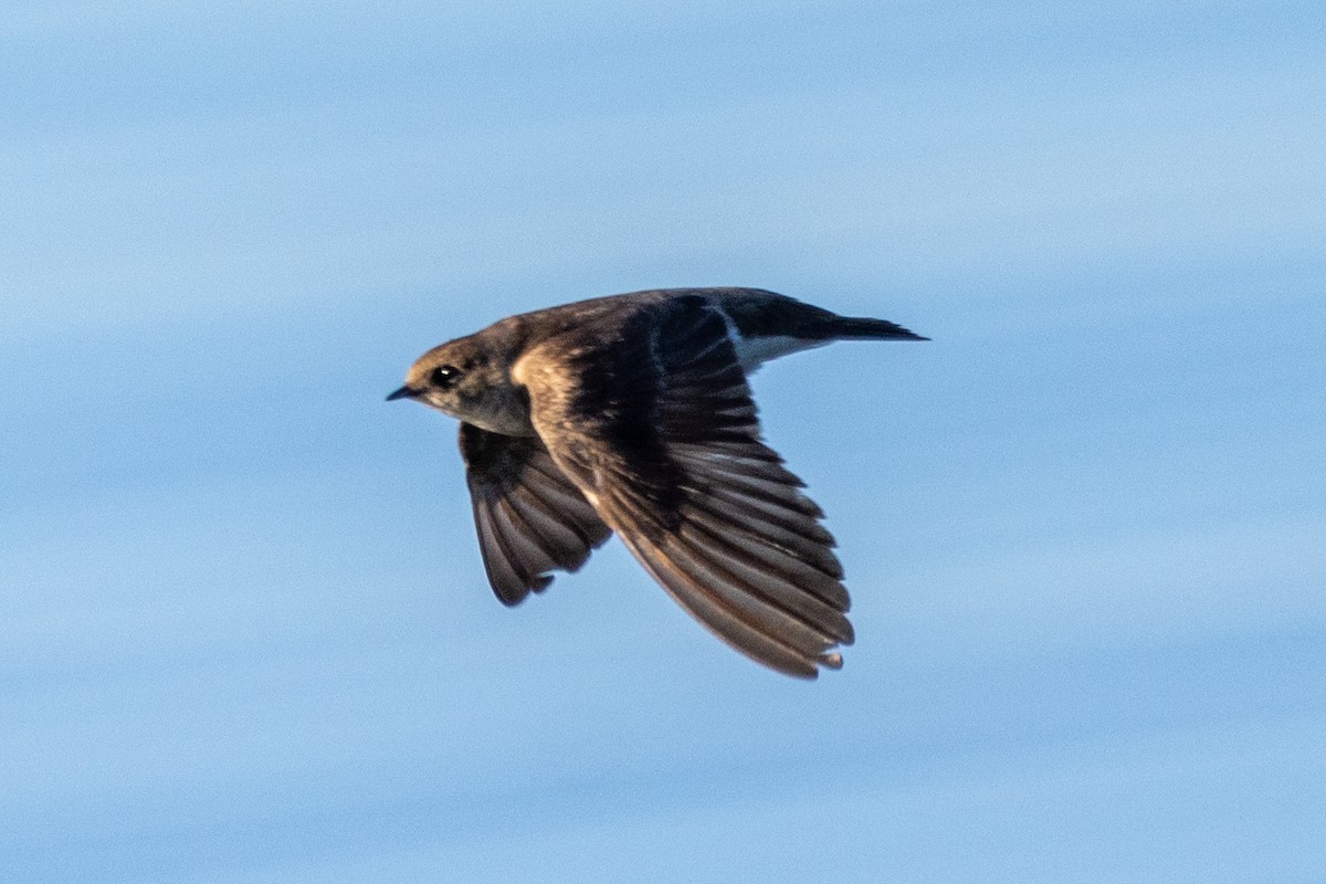 Northern Rough-winged Swallow - ML619782734