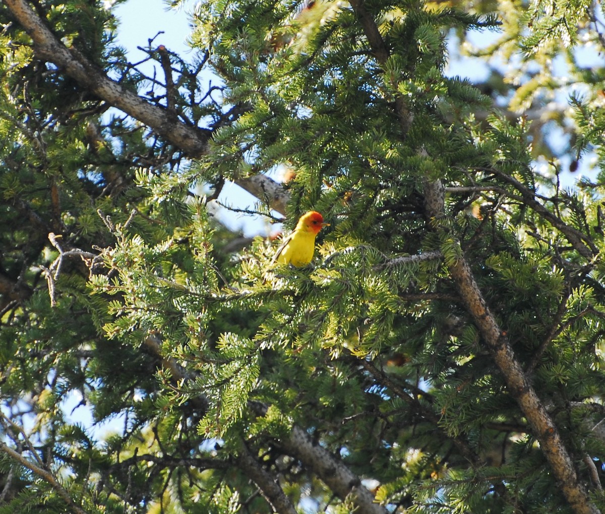 Western Tanager - ML619782807