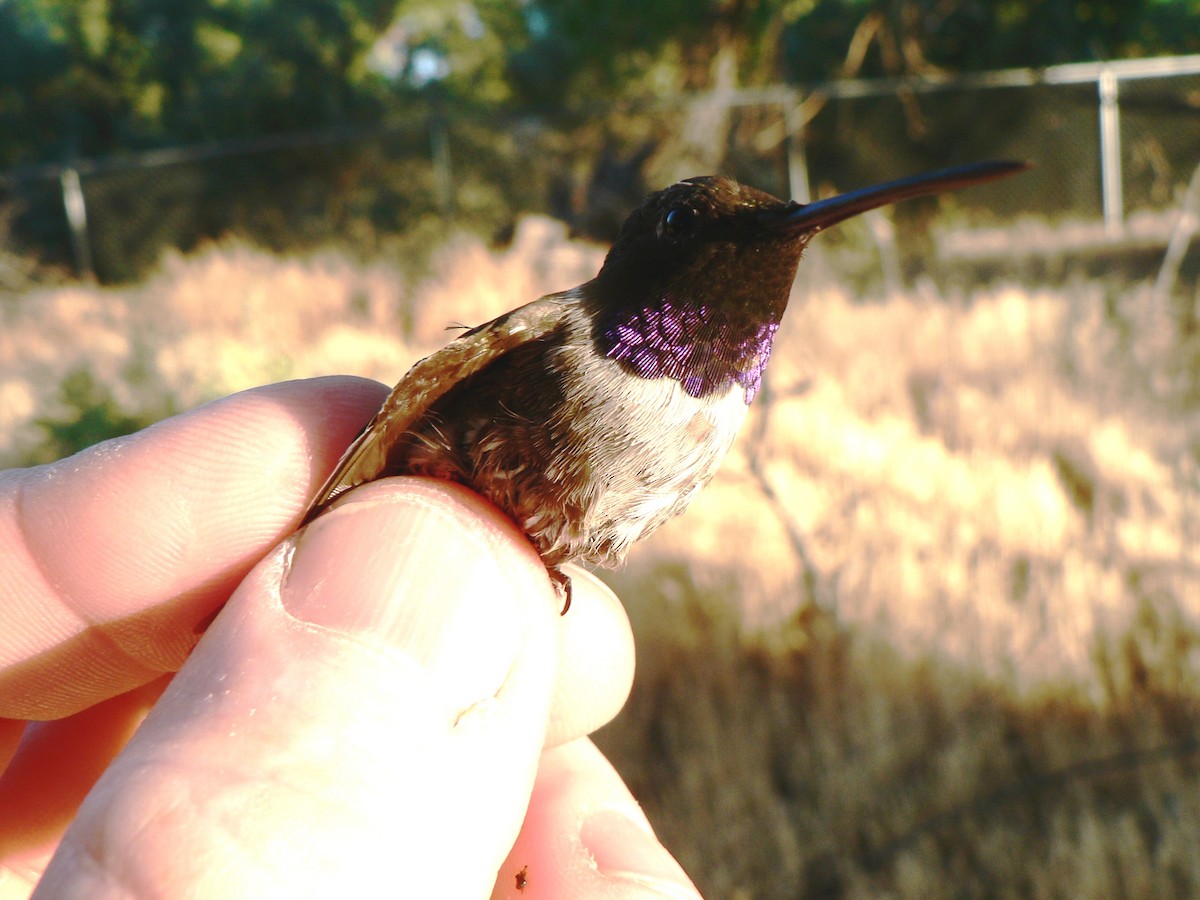 Black-chinned Hummingbird - ML619782829