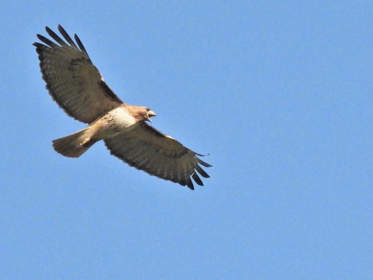 Red-tailed Hawk - ML619782831
