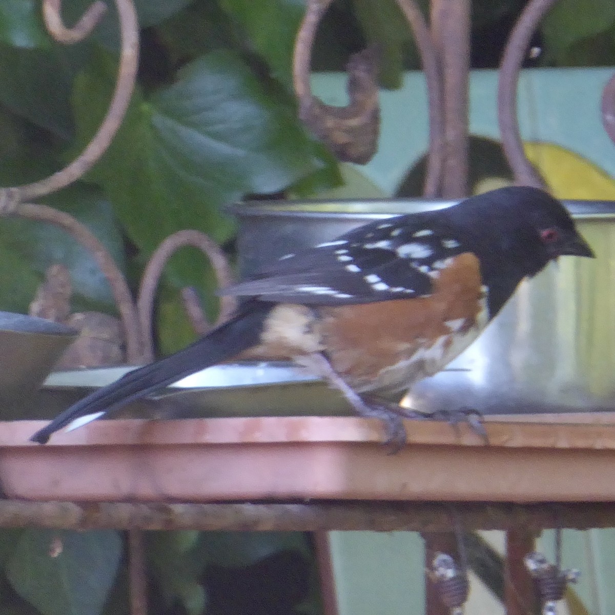Spotted Towhee - ML619782832