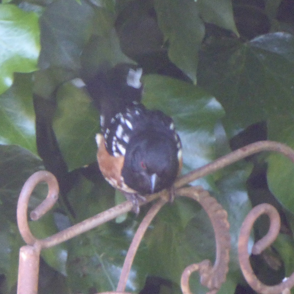 Spotted Towhee - ML619782833