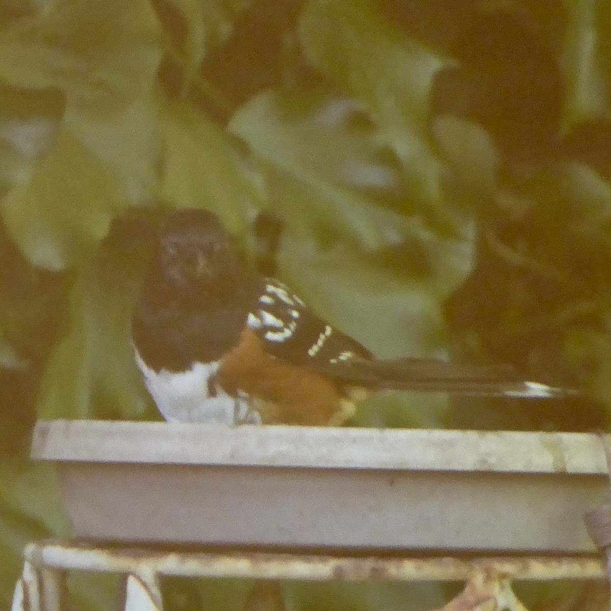 Spotted Towhee - ML619782834