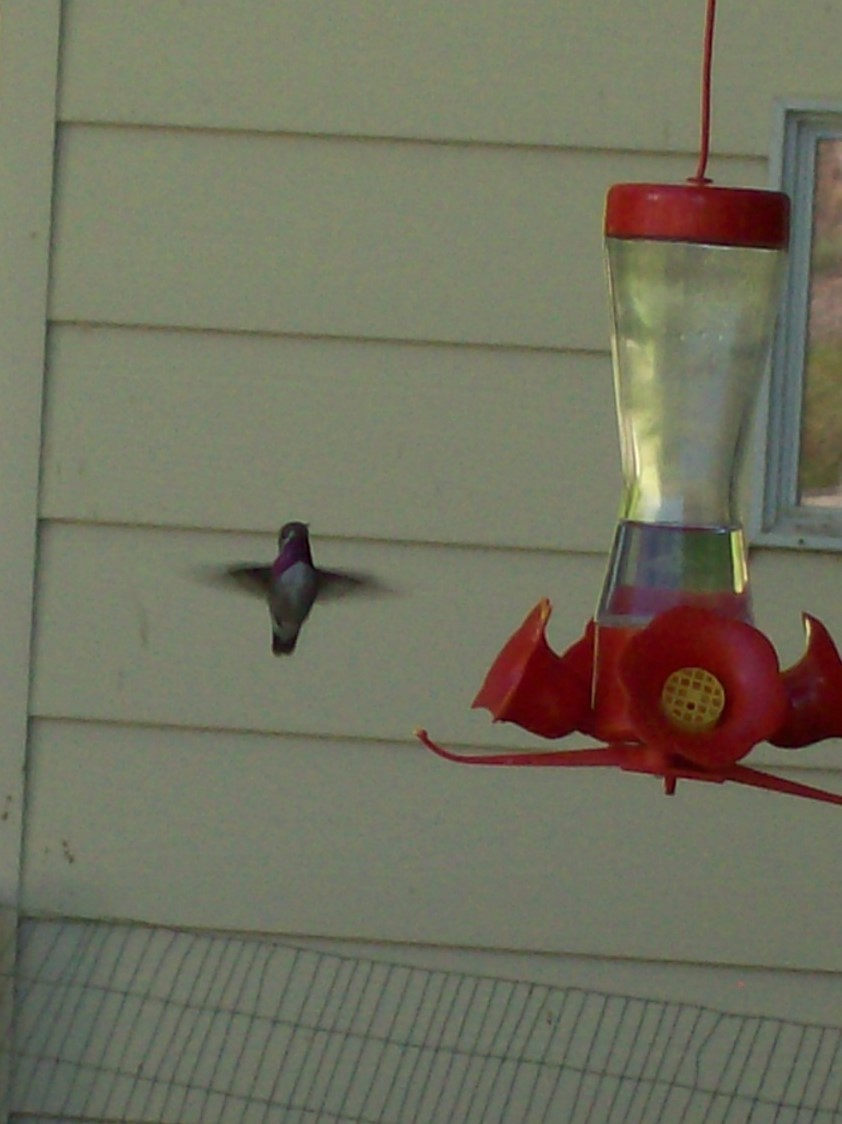 Calliope Hummingbird - ML619782913