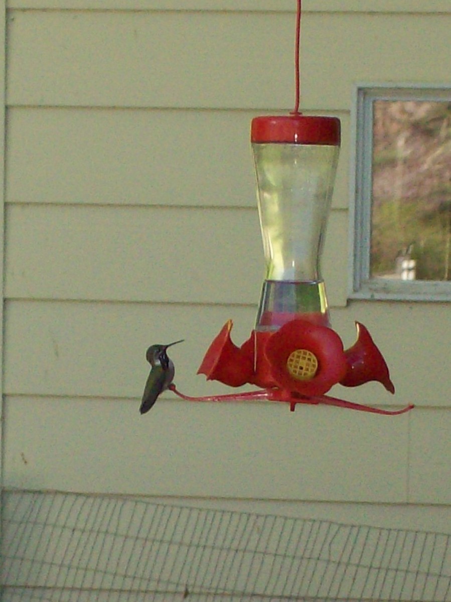 Calliope Hummingbird - ML619782914