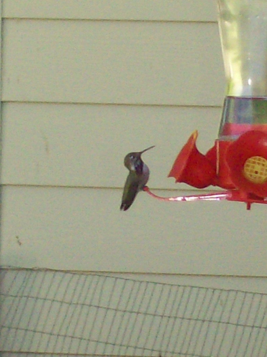 Calliope Hummingbird - ML619782915