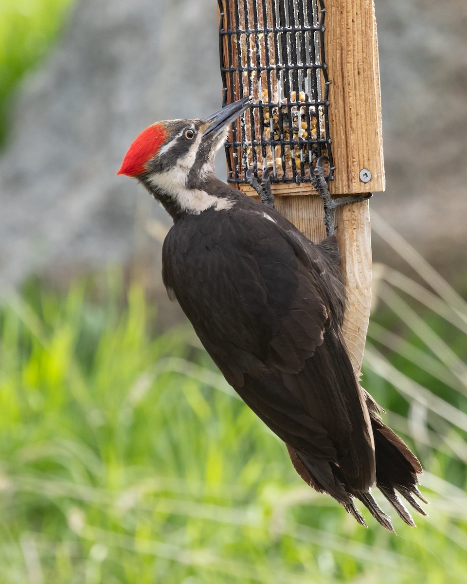 Pileated Woodpecker - ML619782947